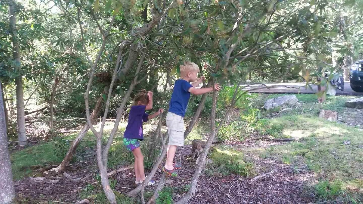 Two young children climbing the bent branches of a small tree in a mulched cabin yard.