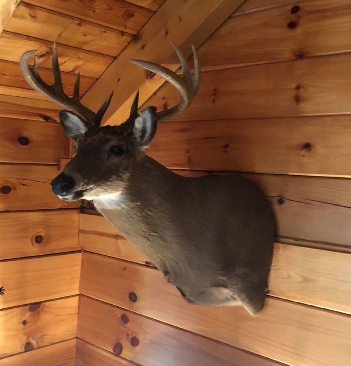 A mounted whitetail deer head with a full rack, fixed high on the pine plank wall of the cabin.