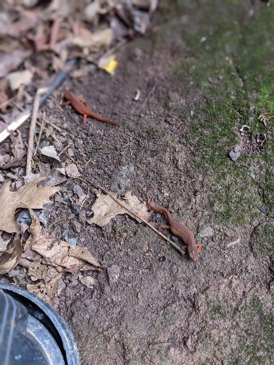 Two small orange-red salamanders, red efts, on damp bare ground among fallen leaves and moss, a boot visible at the bottom edge of the frame.